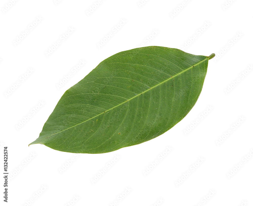 Obraz premium green leaf isolated on a white background