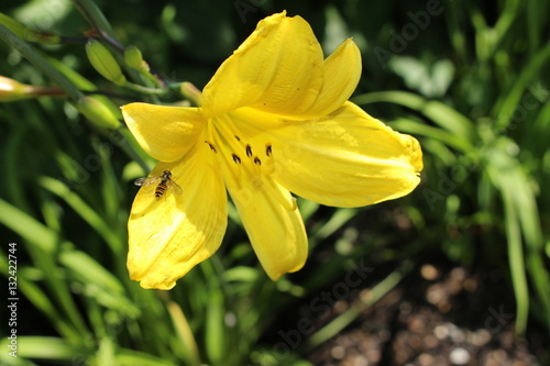 Fototapeta Naklejka Na Ścianę i Meble -  Yellow hybrid 