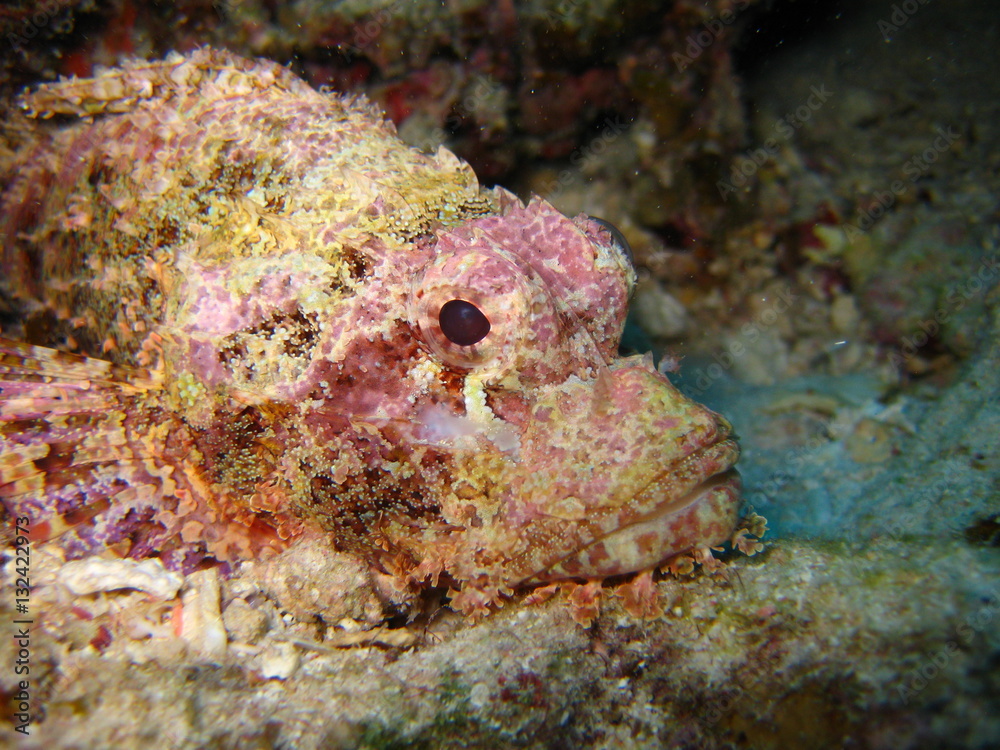 Fototapeta premium Drachenkopf