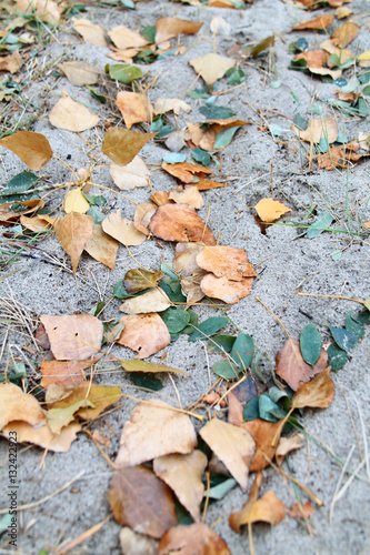 birch leaves