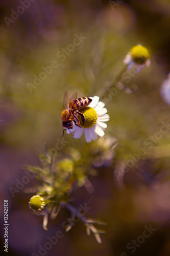 macro shot . bee on the flower