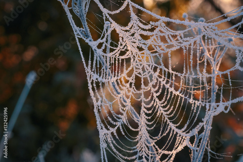 Frozen October morning cobwebs
