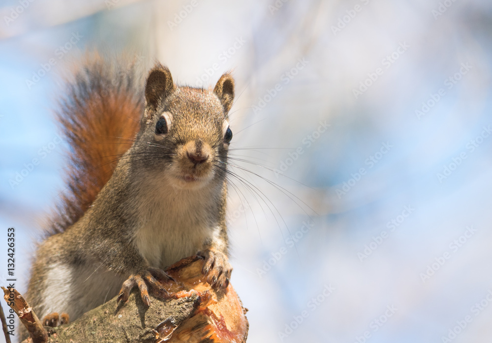 Red squirrel looking at camera, quick little woodland creature pauses only for a second, running around on branches and in trees in a Northern Ontario woods. Red squirrel looking at camera, quick little woodland creature pauses only for a second, running around on branches and in trees in a Northern Ontario woods.