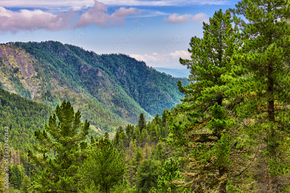 Siberian coniferous taiga in foothills