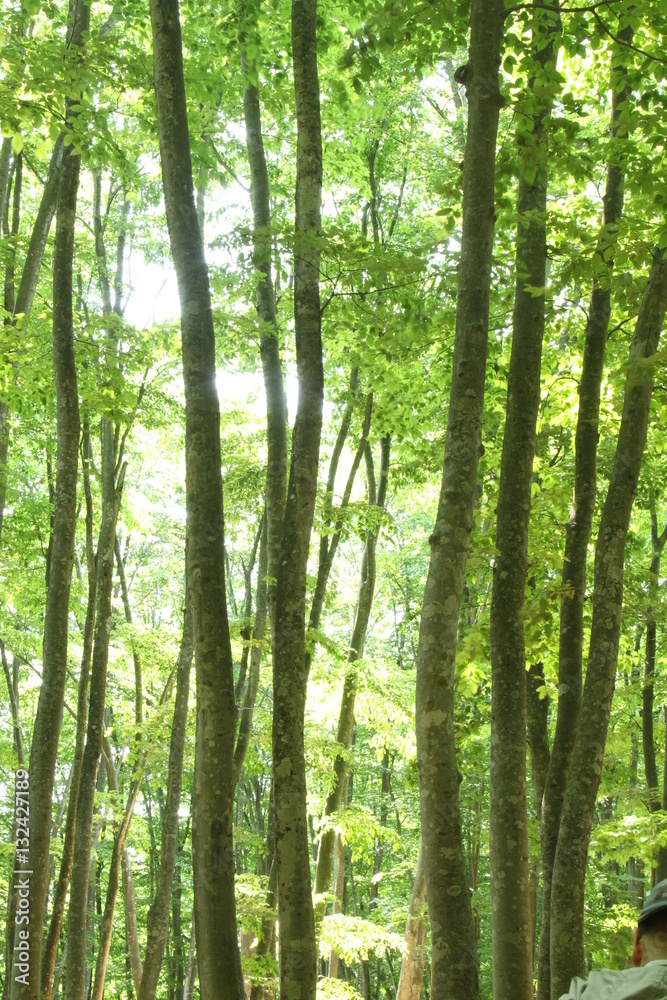 Fototapeta premium 新緑の樹木
