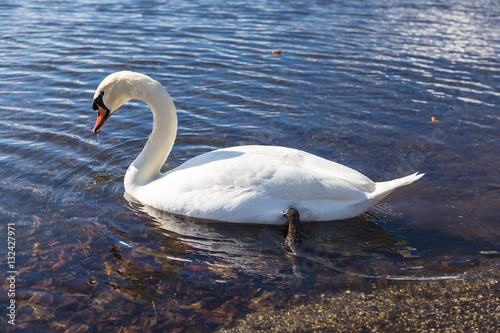 The swan. Background is Lake Yamanakako.The shooting location is Lake Yamanakako, Yamanashi prefecture Japan.