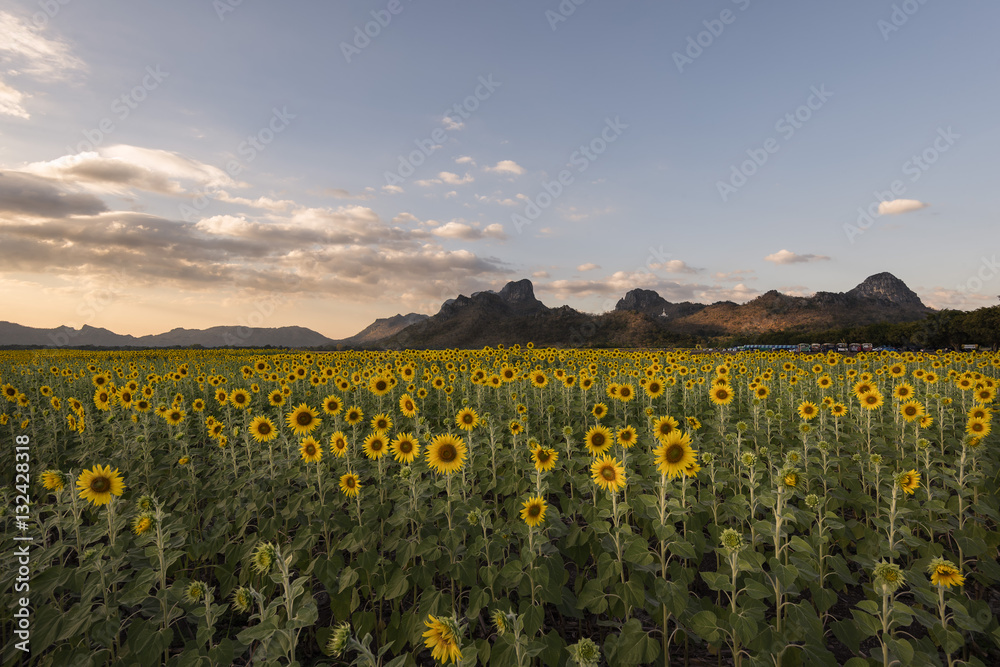 Fototapeta premium Sunflower field at Khao Chin Lae, Lopburi, Thailand