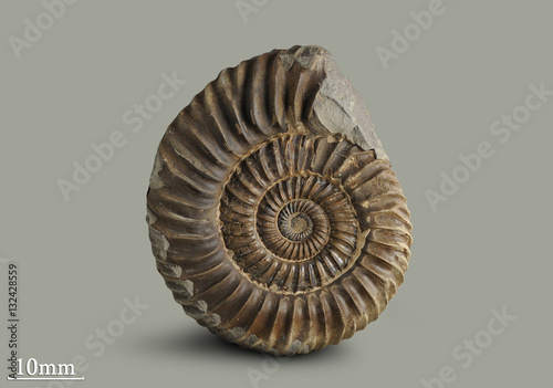 Ammonite - fossil mollusk which lived in the ancient sea 180 million years ago.