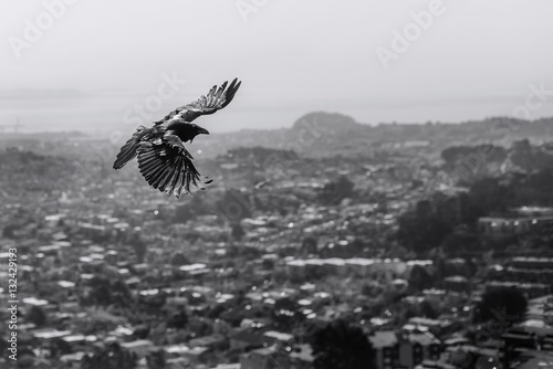 Crow fly over the top of the city .