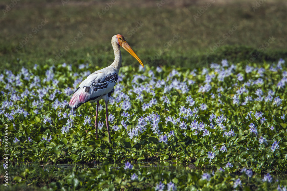 Fototapeta premium Painted Stork in Panama nature reserve, Sri Lanka