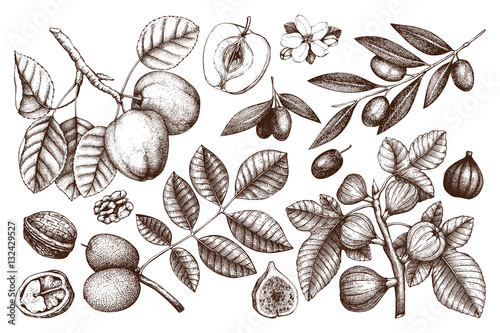 Vector collection of hand drawn trees illustration. Vintage set of leaves, fruits, seeds, nuts, flowers sketch. Botanical garden drawing. 