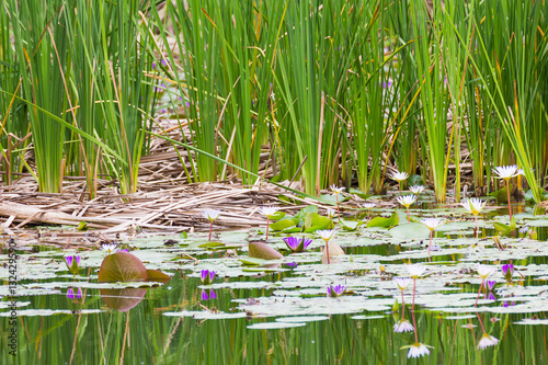 Wild pond with waterlily flowers