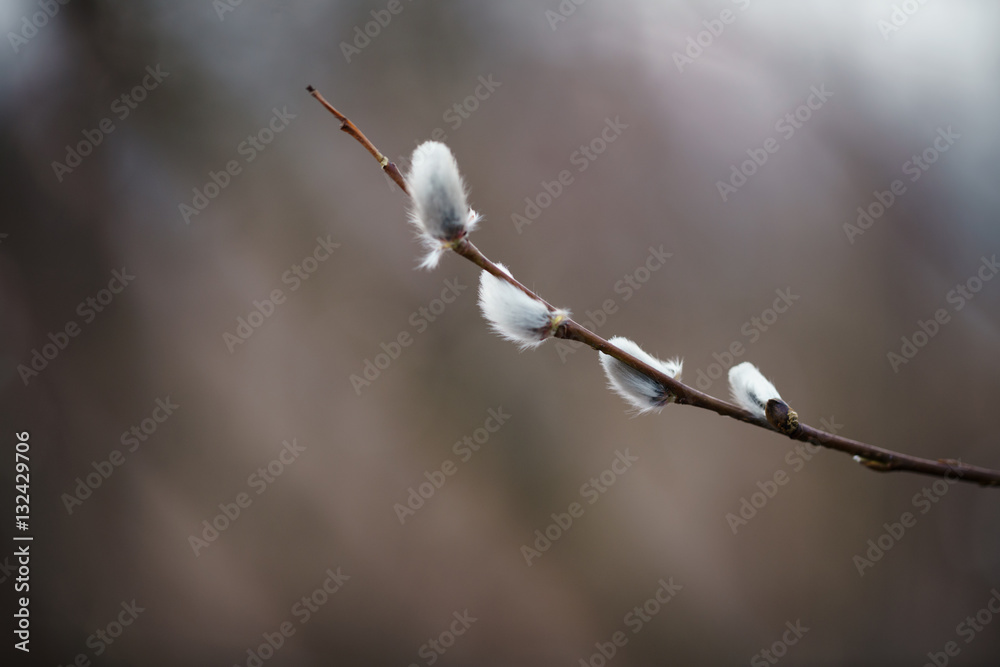 young willow branches in early spring, shallow focus young willow branches in early spring, shallow focus