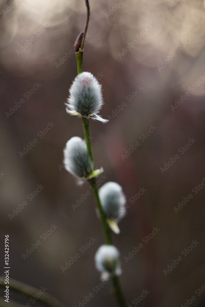 young willow branches in early spring, shallow focus