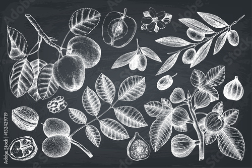 Vector collection of hand drawn trees illustration. Vintage set of leaves, fruits, seeds, nuts, flowers sketch. Botanical garden drawing. 