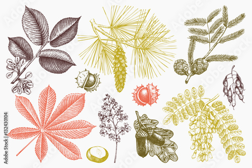 Vector collection of hand drawn trees illustration. Vintage set of leaves, fruits, seeds, nuts, flowers sketch. Botanical garden drawing. 