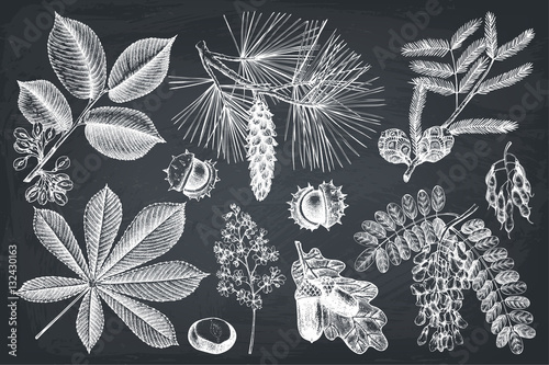 Vector collection of hand drawn trees illustration. Vintage set of leaves, fruits, seeds, nuts, flowers sketch on chalkboard. Botanical garden drawing. 