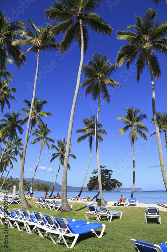 Tropical beach with high palm treesblue long chairs and grass on the foreground