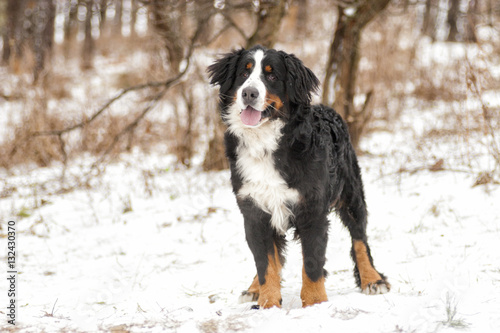 Fototapeta Naklejka Na Ścianę i Meble -  dog looking winter walk