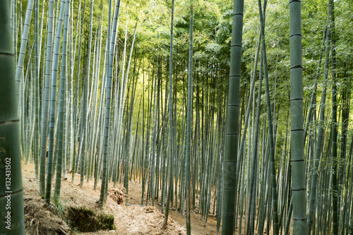 稲荷山の竹林