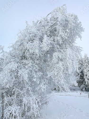 Schneebaum photo