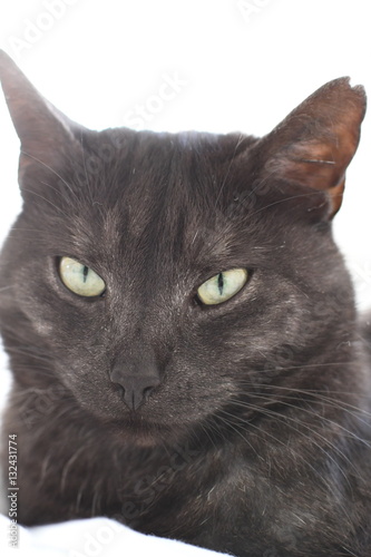 black domestic cat attentively looking