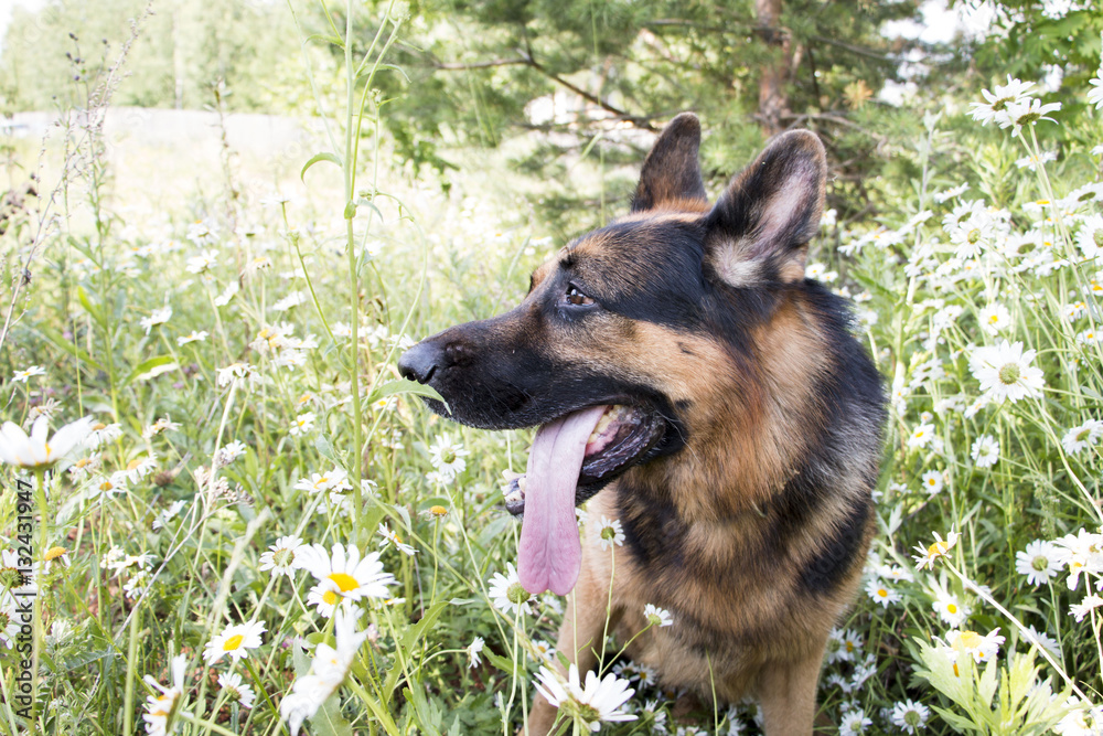 Dog german shepherd in a summer day