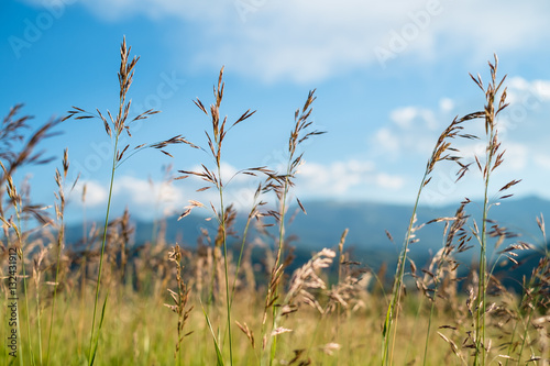 Colorado grasses