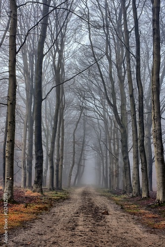 Small lane in scenic foggy landscape with trees
