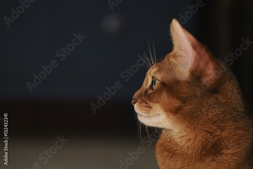 Canvas Print young abyssinian cat sitting on the floor, shallow focus portrait