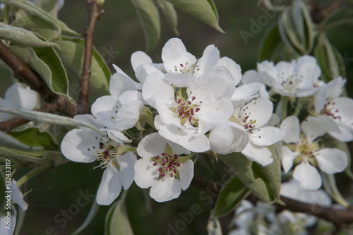 Blossom peartree photo