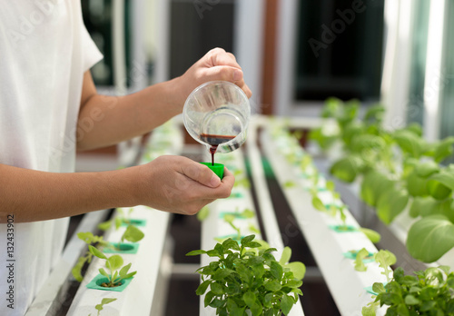 Fototapeta Naklejka Na Ścianę i Meble -  Hand with fertilizes on organic hydroponic vegetable growing in