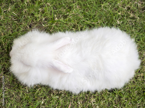 White rabbit on top view