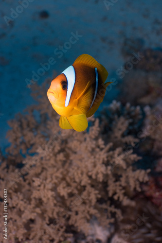 Rotmeer Anemonenfisch photo