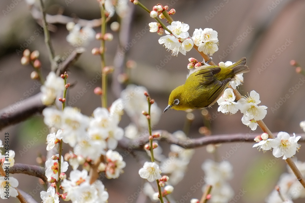 梅とウグイス（メジロ）