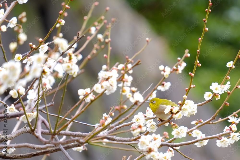 梅とウグイス（メジロ）