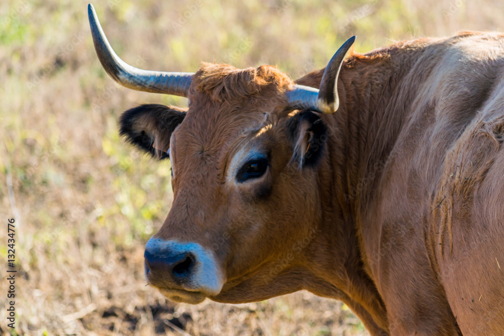 Vache de race Aubrac. Vache de race Aubrac.