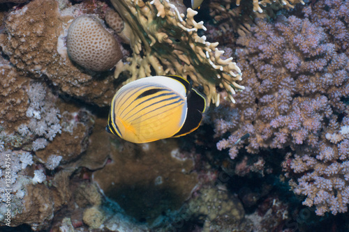 Rotmeer Rippenfalterfisch photo