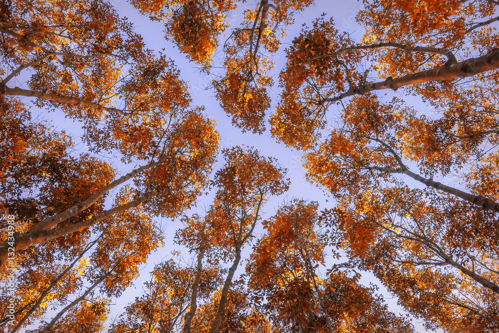 Autumn forest. Trees pattern. Looking up the blue sky. Nature background