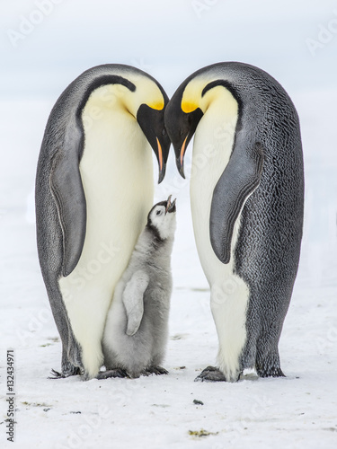 Photo Emperor Penguins on the frozen Weddell Sea