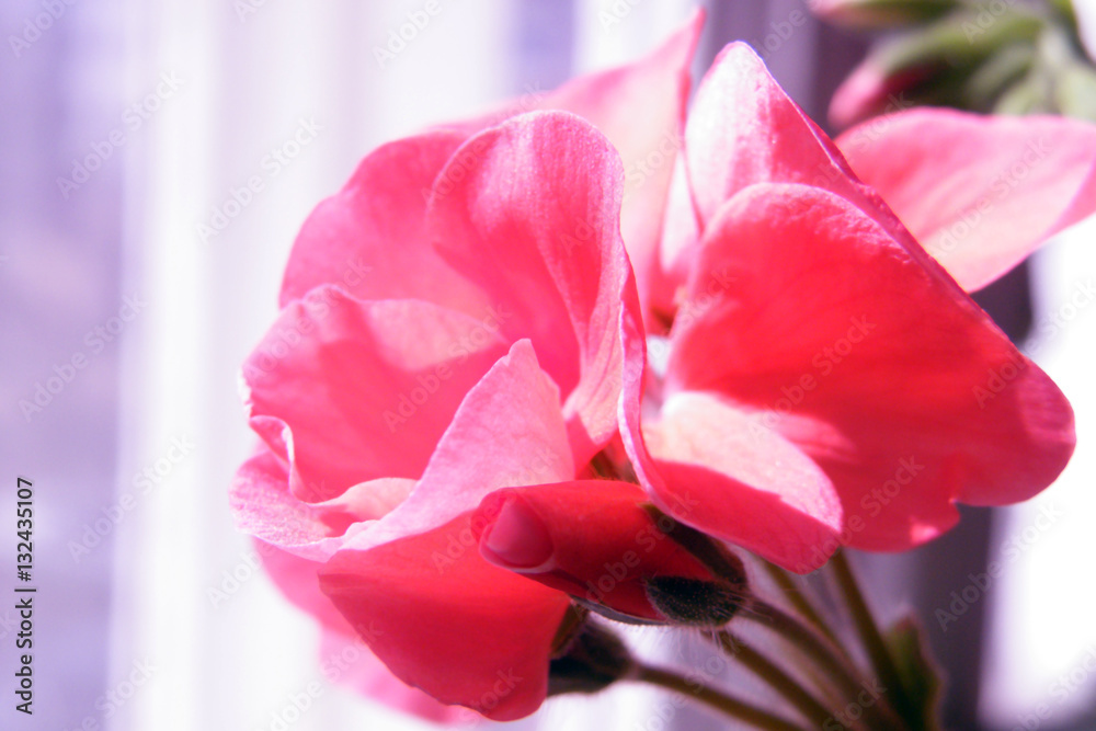 Obraz premium Geranium