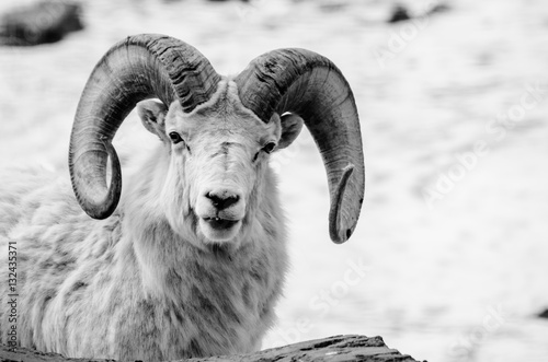 Big horn sheep in the winter black and white