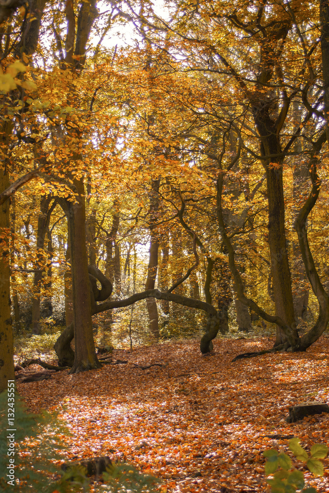 Autumn in the forest clearing