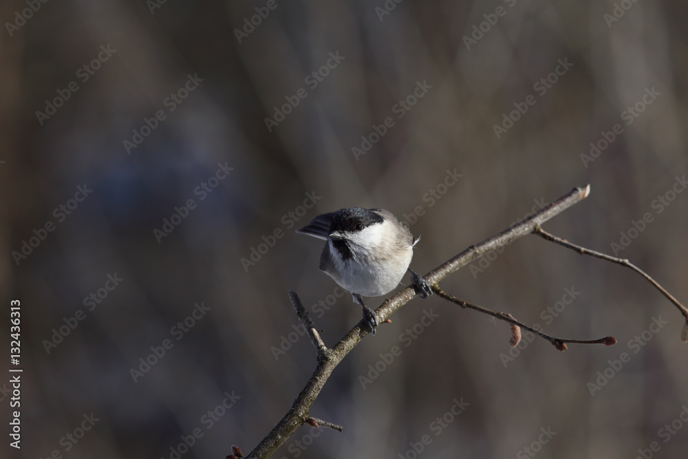   Small bird,  black - headed tit  sitting on a branch. The dark and blurred background.