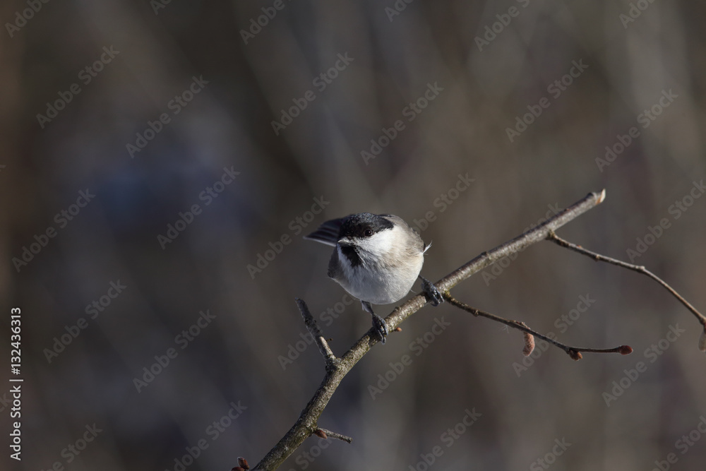 Fototapeta premium Small bird, black - headed tit sitting on a branch. The dark and blurred background.