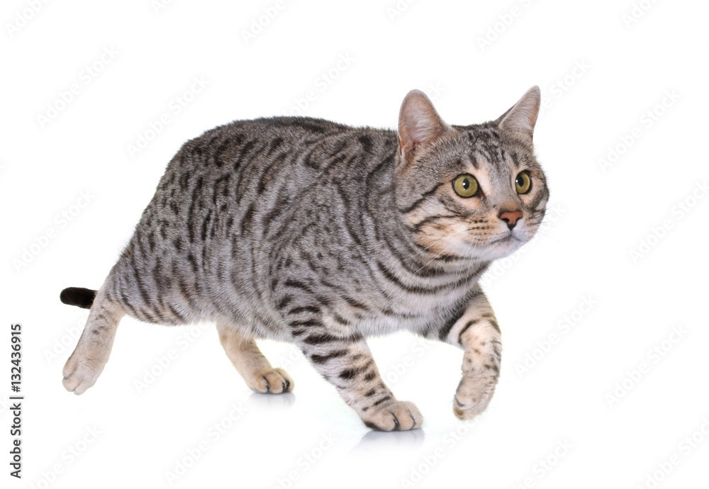 Obraz premium kot bengalski w studio