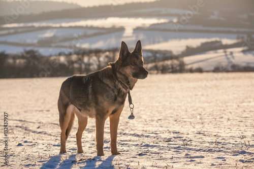Deutscher Schäferhund im Schnee © hopfi23