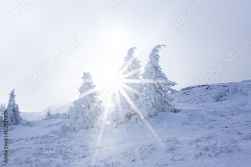 Verschneite Tannen im Gegenlicht