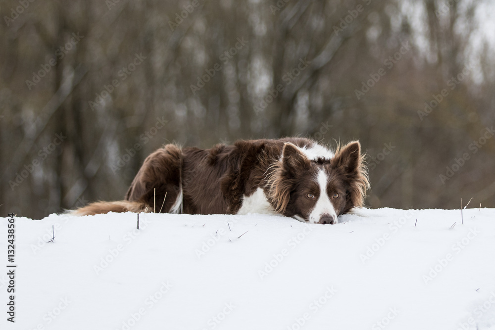 Border Collie tobt und liegt im Schnee Border Collie tobt und liegt im Schnee
