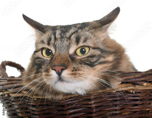 maine coon cat in basket
